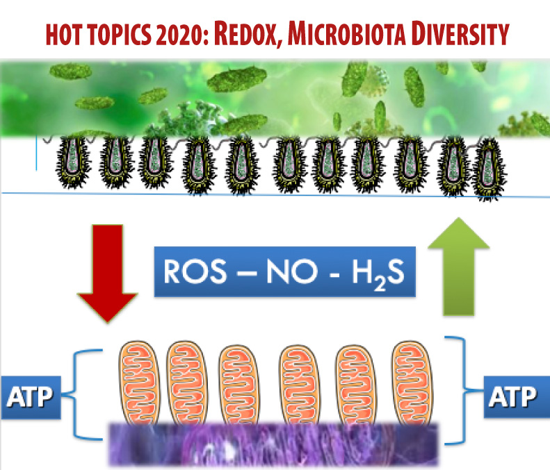 redox-microbiota-diversity