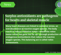 Surplus antioxidants are pathogenic for hearts and skeletal muscle