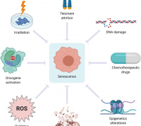 The redox-senescence axis and its therapeutic targeting